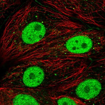 Anti-DCP2 antibody produced in rabbit Prestige Antibodies&#174; Powered by Atlas Antibodies, affinity isolated antibody