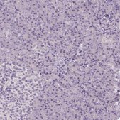 Anti-ANO2 antibody produced in rabbit Prestige Antibodies&#174; Powered by Atlas Antibodies, affinity isolated antibody