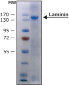 Laminin from human placenta liquid, BioReagent, suitable for cell culture