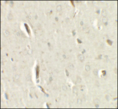 Anti-GRIP1 antibody produced in rabbit affinity isolated antibody