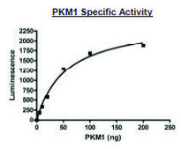 PKM1 active human recombinant, expressed in E. coli, &#8805;80% (SDS-PAGE)