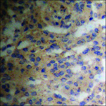 Anti-phospho-SEK1/MKK4/JNKK1 (pSer257) antibody produced in rabbit affinity isolated antibody
