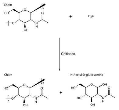 Chitinase from Trichoderma viride lyophilized powder, &#8805;600&#160;units/g solid