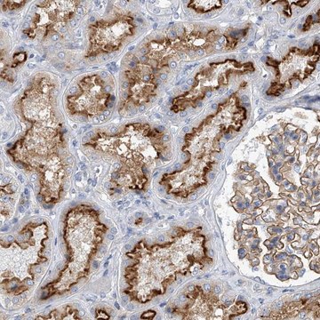 Anti-MINDY4 antibody produced in rabbit Prestige Antibodies&#174; Powered by Atlas Antibodies, affinity isolated antibody, buffered aqueous glycerol solution, ab2
