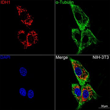 Anti-IDH1 Antibody, clone 5S2U7, Rabbit Monoclonal