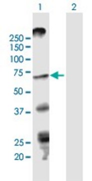 Anti-STRA6 antibody produced in mouse purified immunoglobulin, buffered aqueous solution