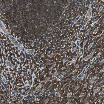 Anti-PSME1 antibody produced in rabbit Prestige Antibodies&#174; Powered by Atlas Antibodies, affinity isolated antibody, buffered aqueous glycerol solution