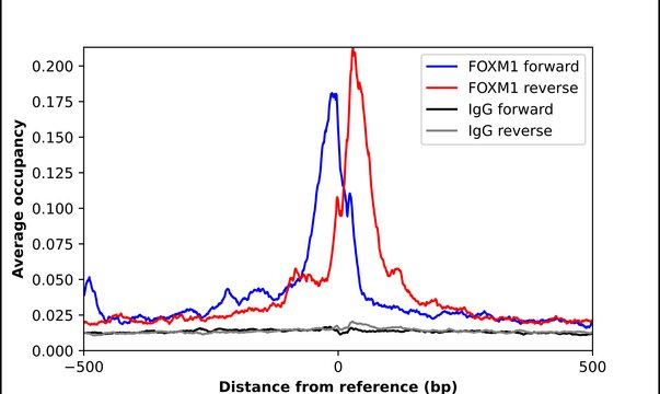 Anti-FOXM1 antibody produced in rabbit Prestige Antibodies&#174; Powered by Atlas Antibodies, affinity isolated antibody, buffered aqueous glycerol solution