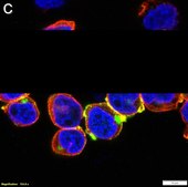 Anti-p-ZAP-70 (Tyr493) Antibody, clone 1F10 ZooMAb&#174; Rabbit Monoclonal recombinant, expressed in HEK 293 cells