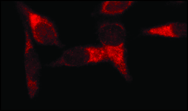 Anti-Early Endosomal Antigen 1 (N-terminal) antibody produced in rabbit ~1&#160;mg/mL, affinity isolated antibody, buffered aqueous solution