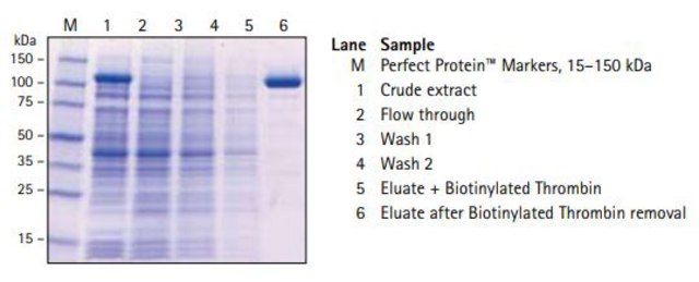 S-protein Agarose