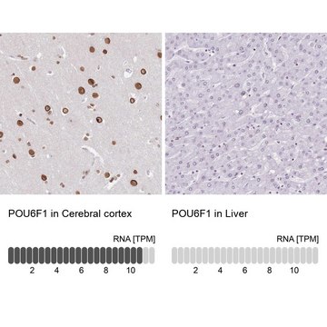 Anti-POU6F1 antibody produced in rabbit Prestige Antibodies&#174; Powered by Atlas Antibodies, affinity isolated antibody, buffered aqueous glycerol solution