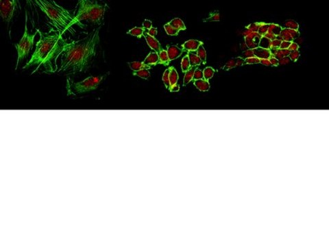 Anti-DNMT3A2 Antibody from rabbit