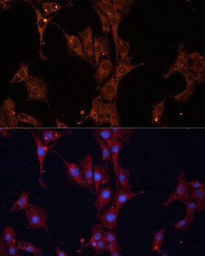 Anti-HSPB1 antibody produced in rabbit