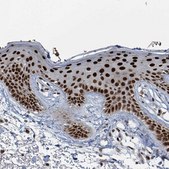 Anti-KLF3 antibody produced in rabbit Prestige Antibodies&#174; Powered by Atlas Antibodies, affinity isolated antibody, buffered aqueous glycerol solution