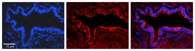 Anti-PA2G4 (AB1) antibody produced in rabbit affinity isolated antibody
