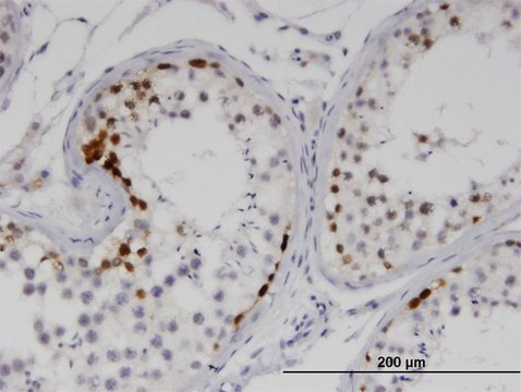 Monoclonal Anti-SSX2 antibody produced in mouse clone 1A4, purified immunoglobulin, buffered aqueous solution