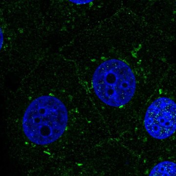 Anti-PSEN1 antibody produced in rabbit Prestige Antibodies&#174; Powered by Atlas Antibodies, affinity isolated antibody