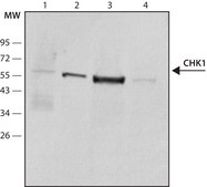 Anti-Chk1 antibody, Mouse monoclonal ~2&#160;mg/mL, clone DCS-310, purified from hybridoma cell culture
