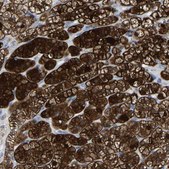 Anti-GDF3 antibody produced in rabbit Prestige Antibodies&#174; Powered by Atlas Antibodies, affinity isolated antibody, buffered aqueous glycerol solution