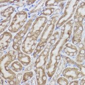 Anti-Erlin-2 Antibody, clone 9T3M5, Rabbit Monoclonal