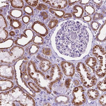 Anti-GDPD5 antibody produced in rabbit Prestige Antibodies&#174; Powered by Atlas Antibodies, affinity isolated antibody, buffered aqueous glycerol solution