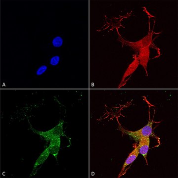 Monoclonal Anti-Copper Transporting Atpase 2 - Percp antibody produced in mouse clone S62-29, purified immunoglobulin