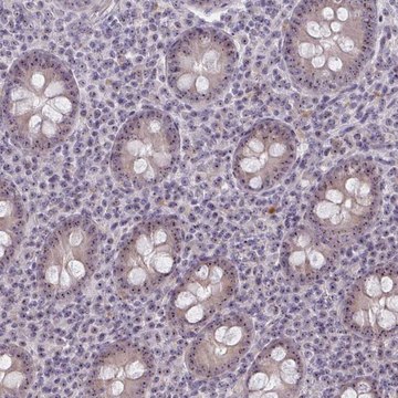Anti-NUDT16 antibody produced in rabbit Prestige Antibodies&#174; Powered by Atlas Antibodies, affinity isolated antibody, buffered aqueous glycerol solution