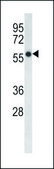 ANTI-FADS2 (N-TERM) antibody produced in rabbit IgG fraction of antiserum, buffered aqueous solution