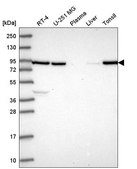 Anti-NRG2 antibody produced in rabbit Prestige Antibodies&#174; Powered by Atlas Antibodies, affinity isolated antibody