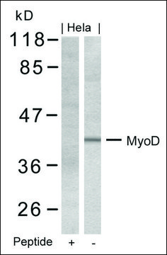 Anti-MYOD1 (Ab-200) antibody produced in rabbit affinity isolated antibody