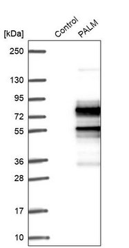 Anti-PALM antibody produced in rabbit Prestige Antibodies&#174; Powered by Atlas Antibodies, affinity isolated antibody, buffered aqueous glycerol solution