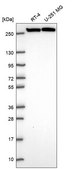 Anti-Cad Antibody Produced In Rabbit Prestige Antibodies&#174; Powered by Atlas Antibodies, affinity isolated antibody, buffered aqueous glycerol solution