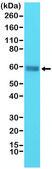 Anti-CD5 antibody, Rabbit monoclonal recombinant, expressed in HEK 293 cells, clone RM314, purified immunoglobulin