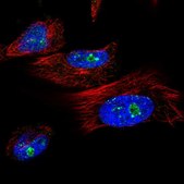 Anti-TRIM41 antibody produced in rabbit Prestige Antibodies&#174; Powered by Atlas Antibodies, affinity isolated antibody, buffered aqueous glycerol solution, Ab2