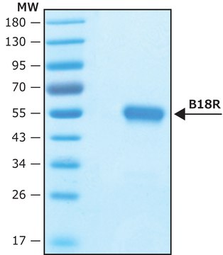 Vaccinia Virus B18R protein, recombinant expressed in HEK 293 cells, Carrier-Free recombinant, expressed in HEK 293 cells, endotoxin tested, suitable for cell culture, carrier-free