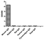 Goat Anti-Mouse IgG2a(Fc&#947;) HRP Alpaca Heavy chain only Antibody recombinant Alpaca(VHH) Nano antibody