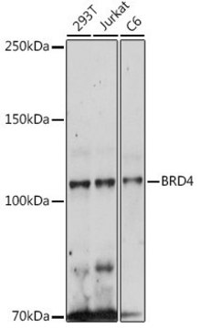 Anti- BRD4 antibody produced in rabbit