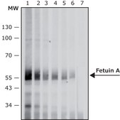Anti-Fetuin A antibody, Mouse monoclonal clone FetA-M, purified from hybridoma cell culture