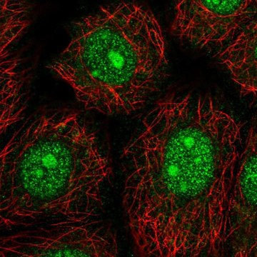 Anti-NARF antibody produced in rabbit Prestige Antibodies&#174; Powered by Atlas Antibodies, affinity isolated antibody
