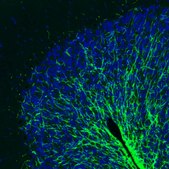 Monoclonal Anti-MOG antibody produced in mouse Prestige Antibodies&#174; Powered by Atlas Antibodies, clone CL2858, purified immunoglobulin, buffered aqueous glycerol solution