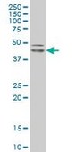 Monoclonal Anti-POU5F1, (C-terminal) antibody produced in mouse clone 4F8, purified immunoglobulin, buffered aqueous solution