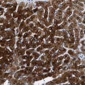 Anti-ASGR1 antibody produced in rabbit Prestige Antibodies&#174; Powered by Atlas Antibodies, affinity isolated antibody, buffered aqueous glycerol solution
