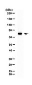 Anti-DMRT2 Antibody | ABE1364 from rabbit, purified by affinity chromatography