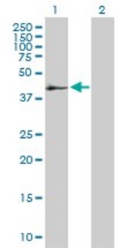 Anti-SERPINB2 antibody produced in mouse purified immunoglobulin, buffered aqueous solution