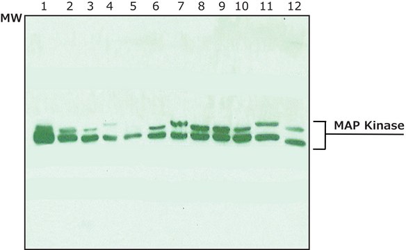 Anti-MAP Kinase (ERK-1, ERK-2) antibody produced in rabbit whole antiserum