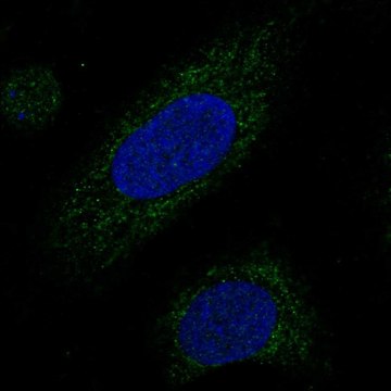 Anti-Mrpl38 Antibody Produced In Rabbit Prestige Antibodies&#174; Powered by Atlas Antibodies, affinity isolated antibody, buffered aqueous glycerol solution