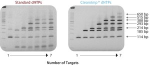 CleanAmp&#8482; dNTP 10 &#956;mol of each dNTP, Modified dNTP set for hot-start PCR