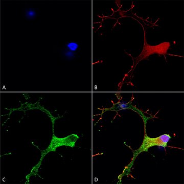 Monoclonal Anti-Cav3.1 - Fitc antibody produced in mouse clone S178A-9, purified immunoglobulin