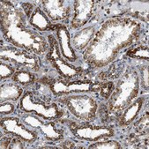 Anti-DHODH antibody produced in rabbit Prestige Antibodies&#174; Powered by Atlas Antibodies, affinity isolated antibody, buffered aqueous glycerol solution